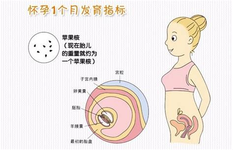 懷孕一個月肚子|懷孕前期，母體與胎兒的變化及注意事項（1